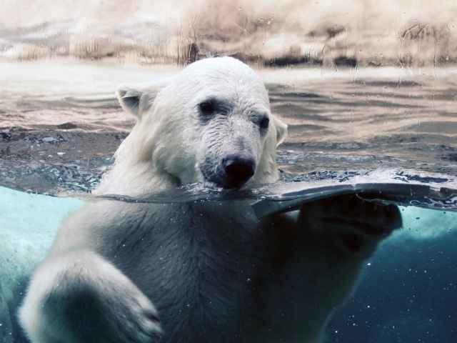 Polar bear in water