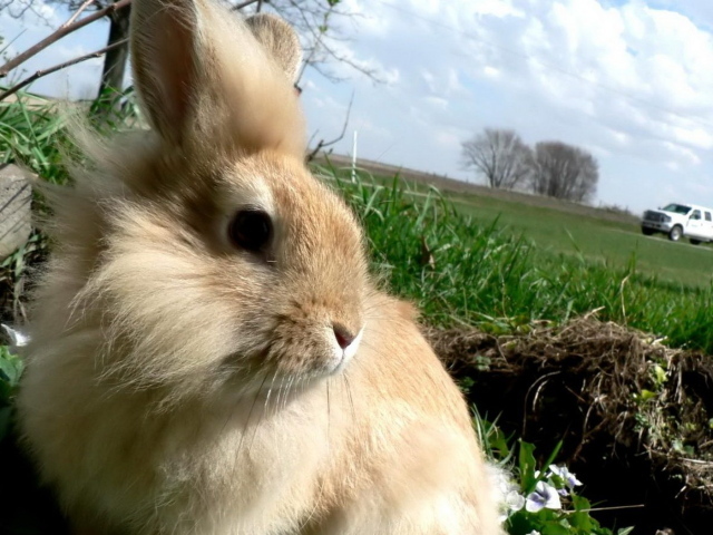 Кролик в травке