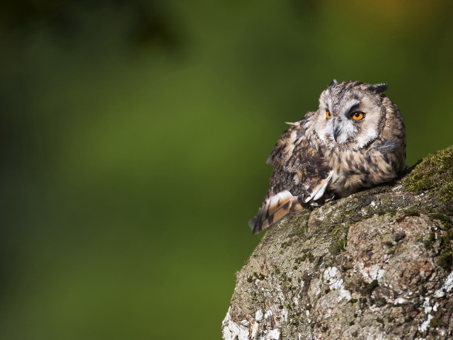 Одинокий филин