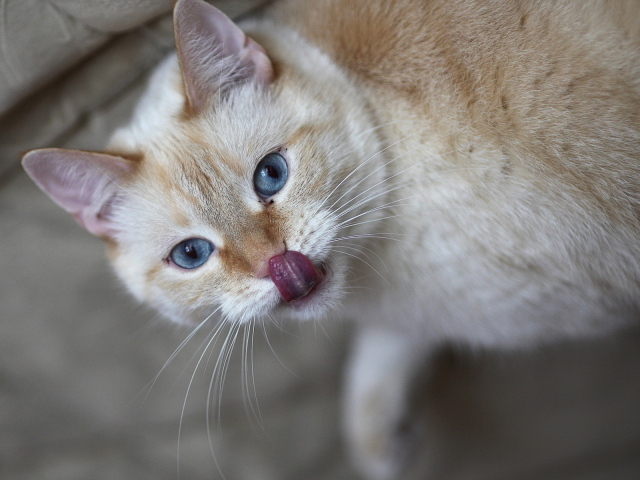 Кошачий язычок