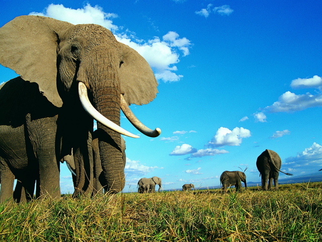 Семейство слонов