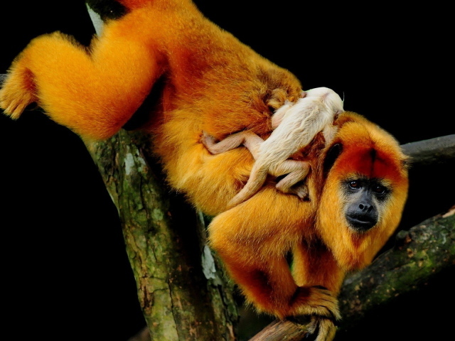 Рыжая обезьяна