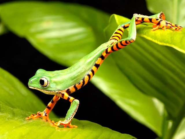 Полосатая лягушка