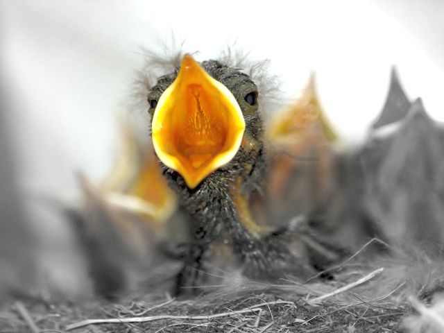 http://www.zastavki.com/pictures/640x480/2012/Animals_Birds_Chicks_in_the_nest_024972_29.jpg