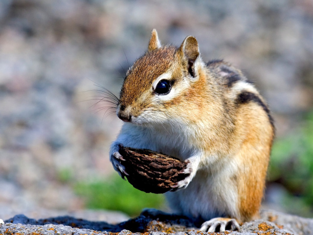 Chipmunk with nut wallpapers and images - wallpapers, pictures, photos