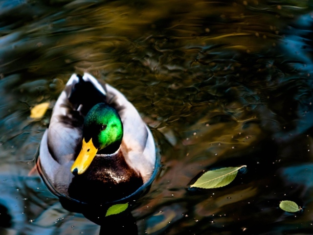 Дикая утка на озере