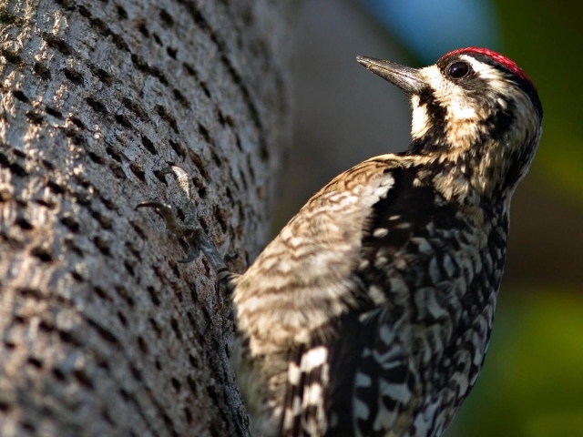 Дятел на дереве