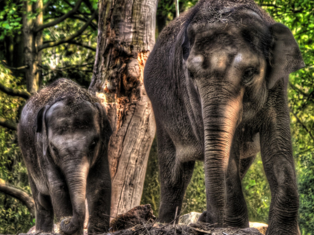 Слон и слоненок