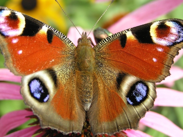 Летящая бабочка