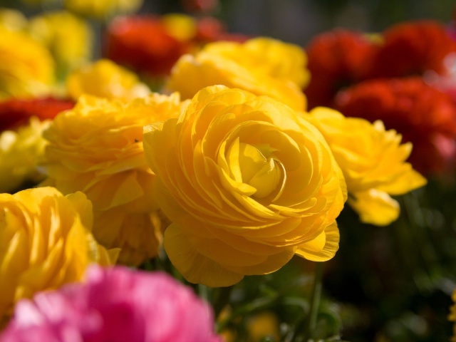 http://www.zastavki.com/pictures/640x480/2012/Nature_Flowers_Yellow_flowers_033834_29.jpg