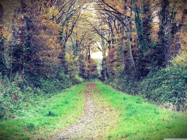 Path through the autumn wood