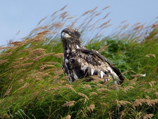 	 Alaska eagle sitting in the grass