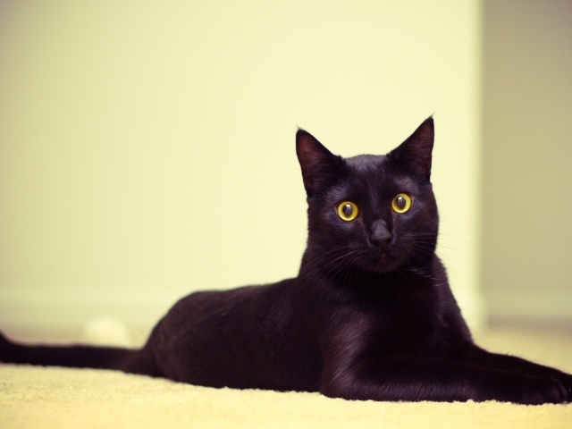Чёрный кот лежит на коврике