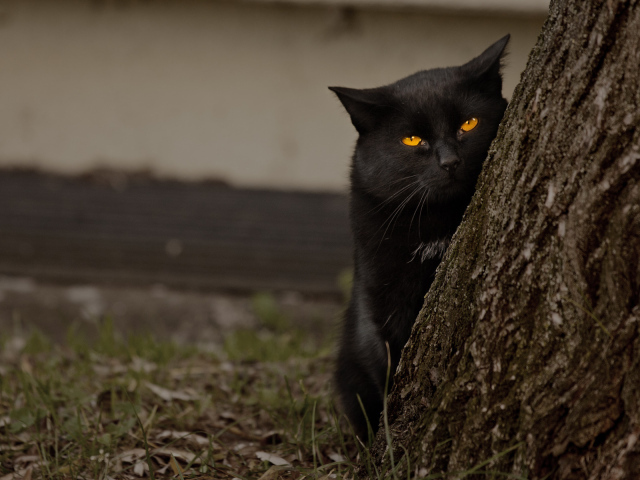 Недовольный чёрный кот за деревом