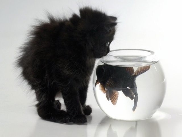 Котенок и рыба