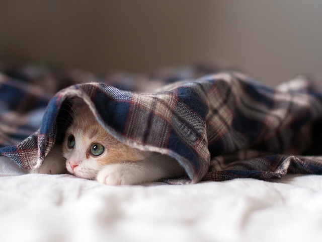 Kitten under the rug