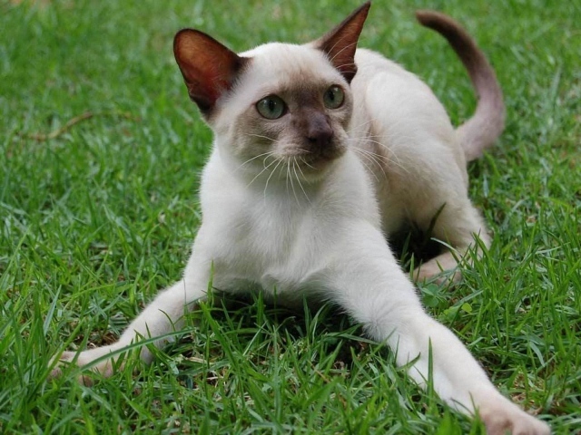Игривый сиамский кот на траве