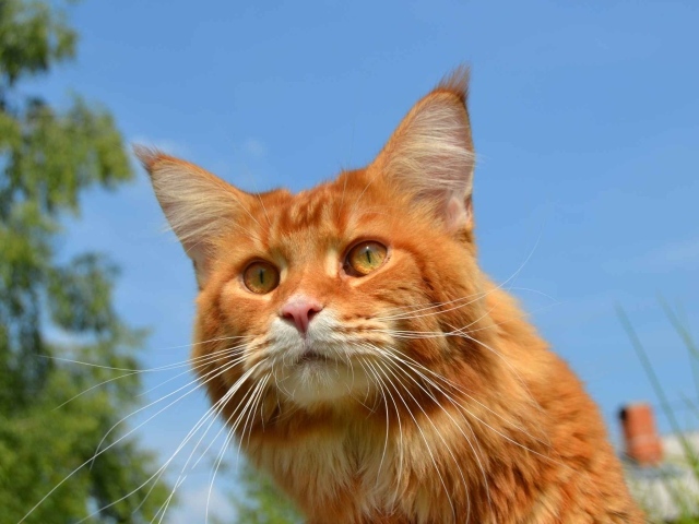 Red Cat Maine Coon in nature