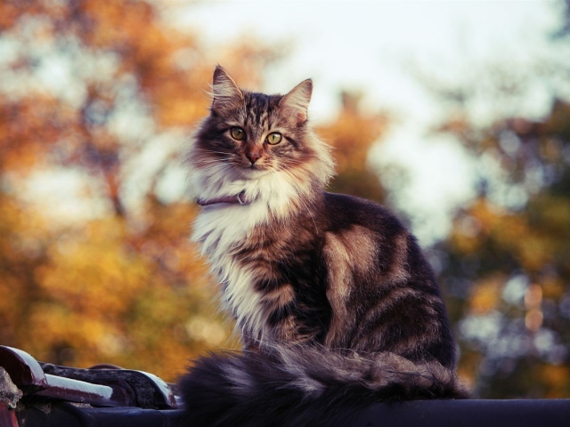 Сибирский кот на улице осенью