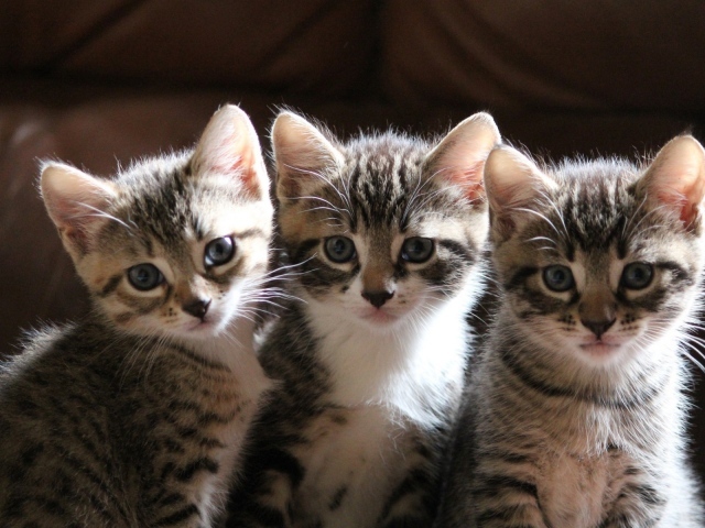 Three little kitten