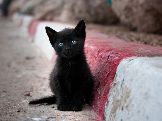Грустный маленький чёрный кот с голубыми глазами