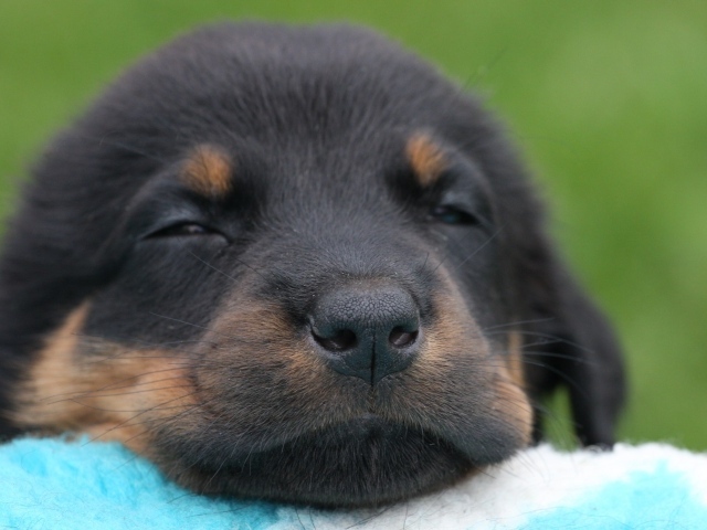 Красивый щенок босерона засыпает