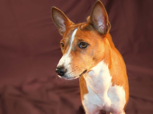 Beautiful dog breed Basenji posing on a burgundy background
