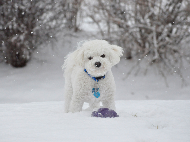 Beautiful dog breed Bichon Frise winter walking