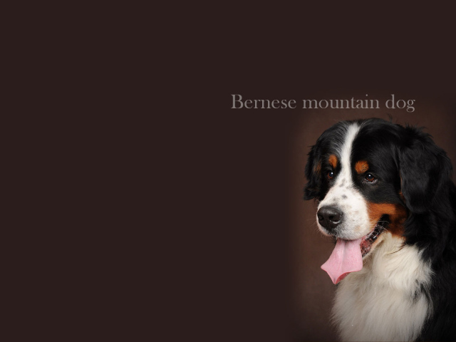 Bernese Mountain Dog, beautiful picture