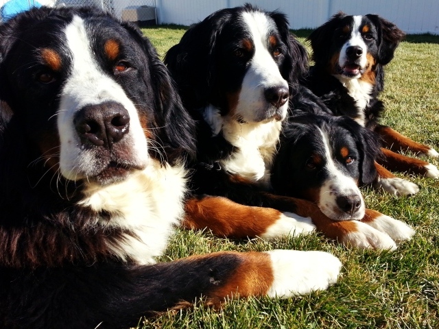 Бернские пастушьи собаки лежат на траве