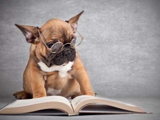 Dog reading a book