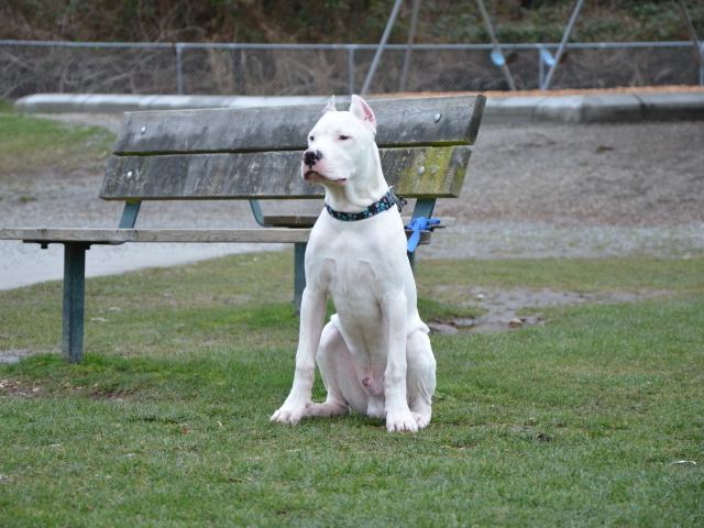 Dogo Argentino guards the bench