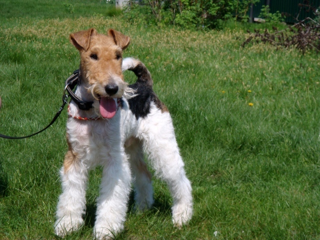 Fox terrier is on the grass
