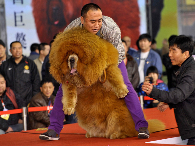 Огромный тибетский мастиф на выставке