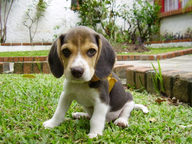 Sad beagle puppy on lawn