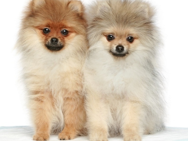 Two cute dogs