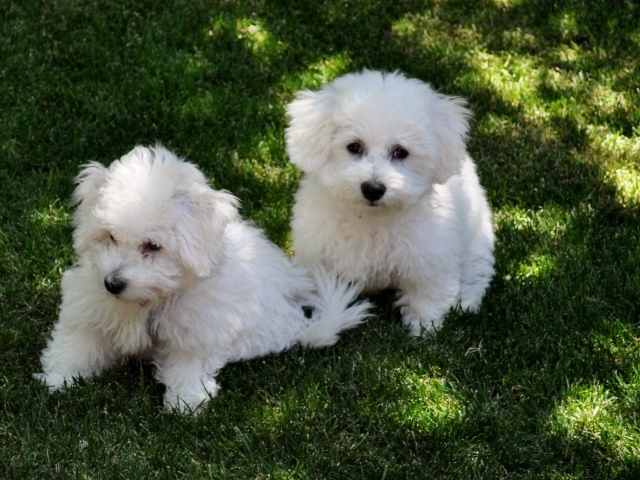 Две собаки породы бишон-фриз отдыхают на траве