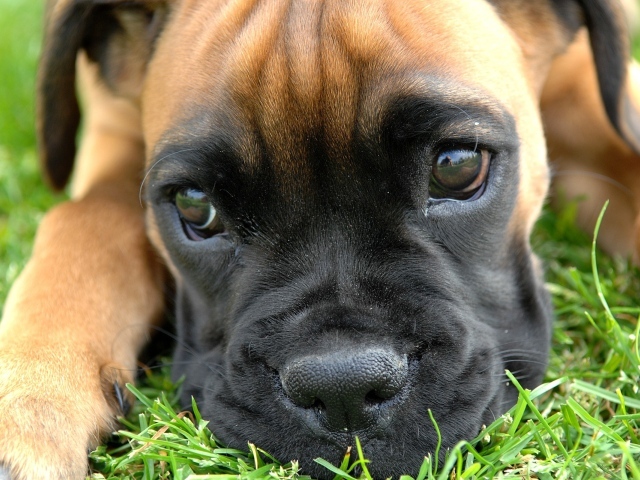  Boxer puppy thinking about something