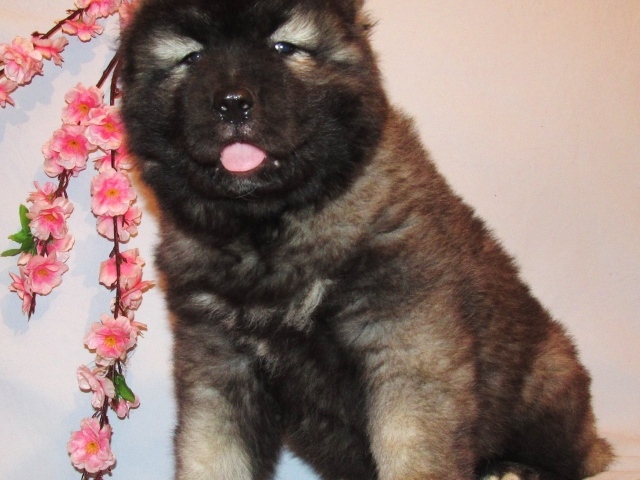   Caucasian Shepherd puppy, on pink background