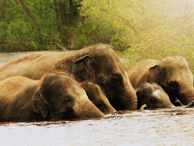 Слоны по уши в воде