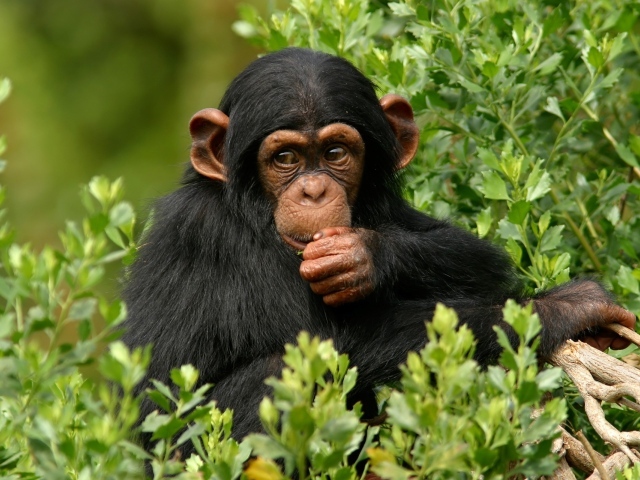 Chimpanzee in the wood