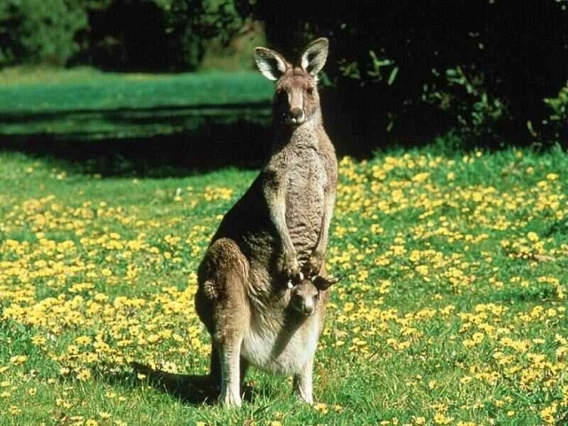 Австралийский кенгуру с детенышем