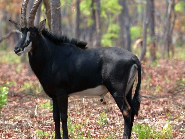 Саблерогая антилопа