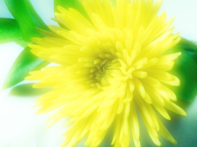 Solar flower blossomed