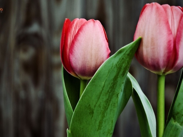Two pink tulips