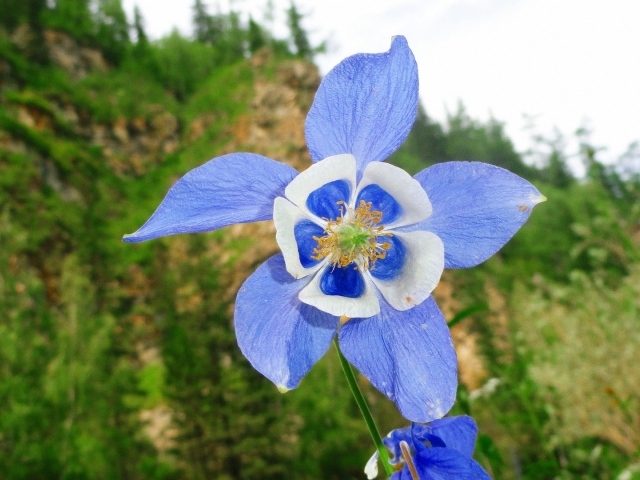 	 Flower with blue-white petals