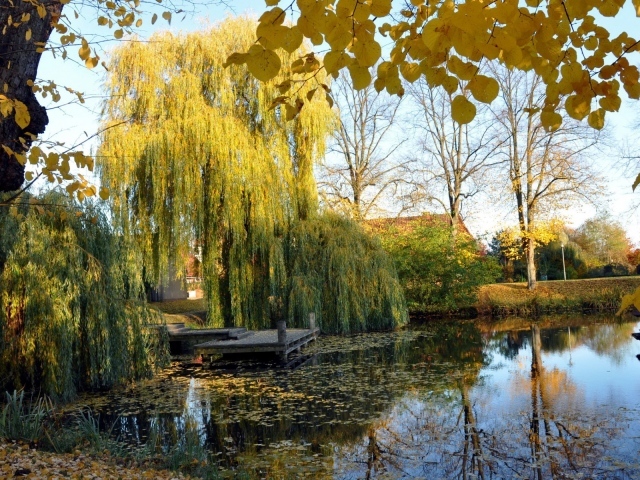 Weeping willow pond