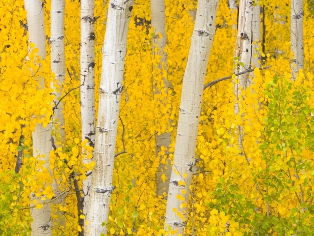 Autumn birch forest in Colorado