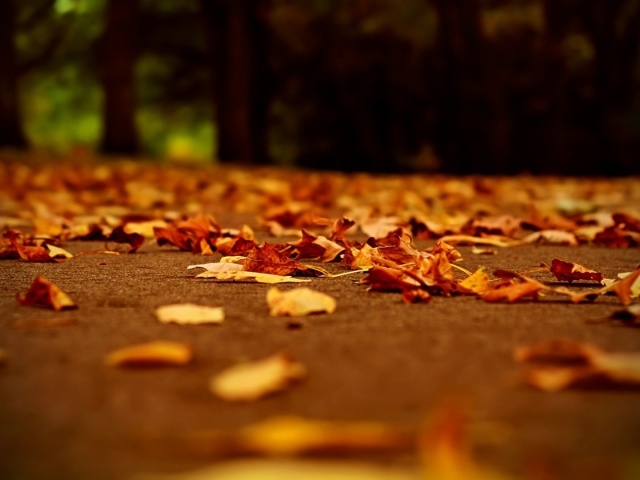Опавшие листья осени