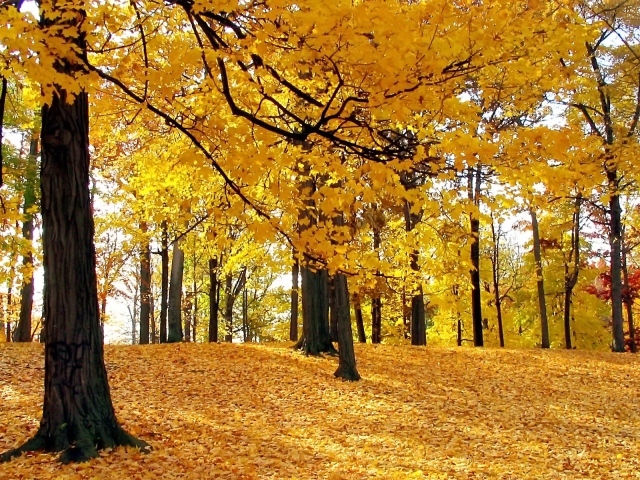 incredible autumn trees
